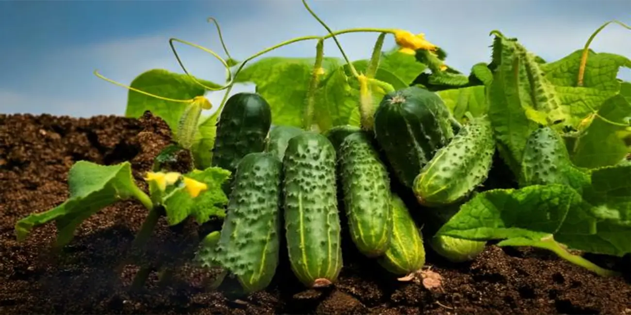 ثمار وفيرة بشكل لا يصدق - طريقة علمية جديدة لزراعة الخيار في المنزل باستخدام منتجات مصنع المراعي للأسمدة