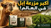 أكبر مزارع الإبل في العالم: كيف أصبحت صناعة بمليارات الريالات؟