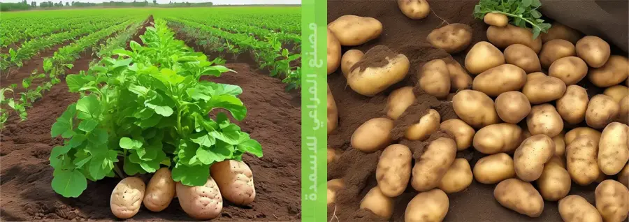 نبتة بطاطس في الحقل ودرنات بطاطس محصودة