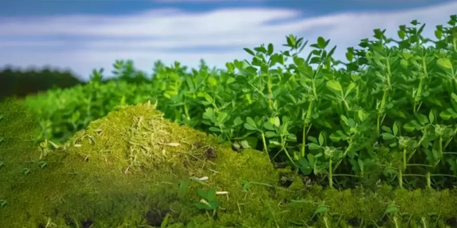 محصول برسيم أخضر مع كومة من السماد العضوي