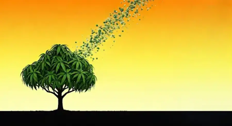 أفضل استراتيجيات التسميد المتقدمة لأشجار المانجو باستخدام منتجات مصنع المراعي للأسمدة