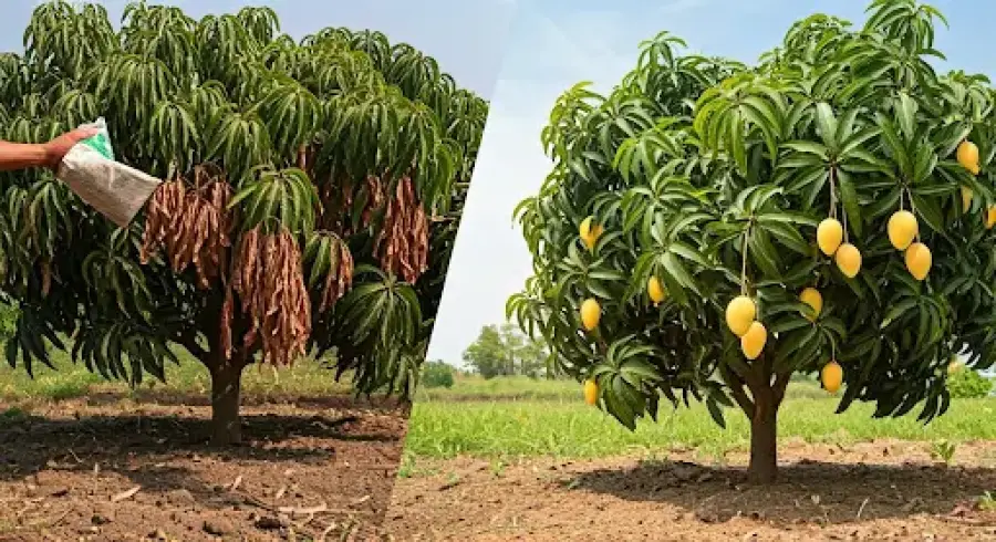 أفضل استراتيجيات التسميد المتقدمة لأشجار المانجو باستخدام منتجات مصنع المراعي للأسمدة