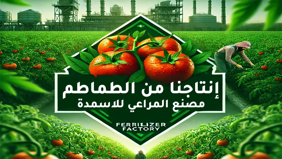 إنتاجنا من الطماطم رحلة من الزراعة إلى الجودة العالية | مصنع المراعي للاسمدة