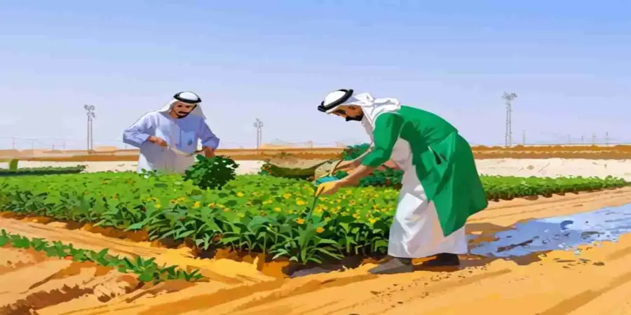 مزارعان سعوديان يعتنيان بحقل خضروات مع قناة ري