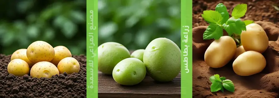 زراعة بطاطس