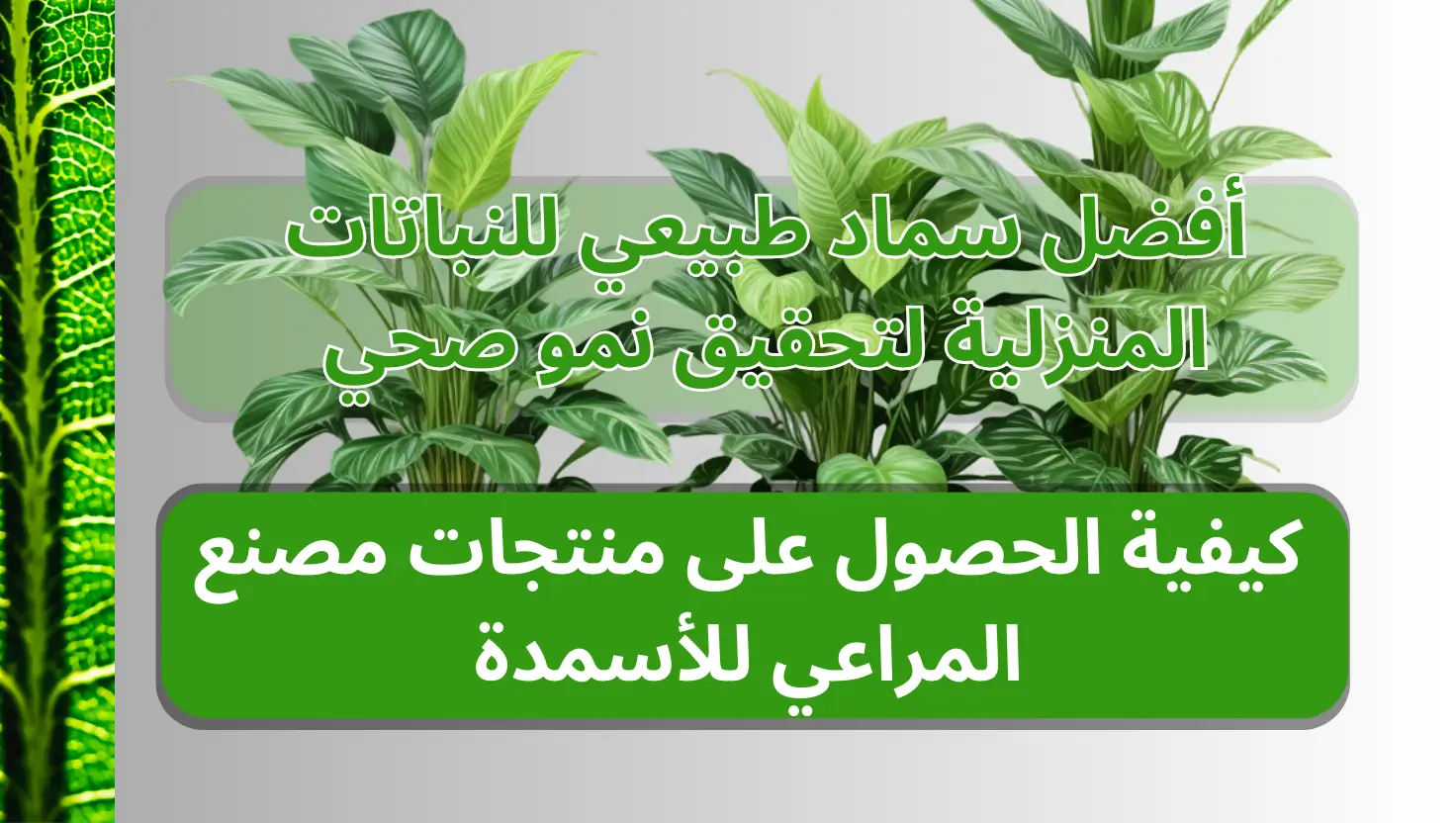 أفضل سماد طبيعي للنباتات المنزلية لتحقيق نمو صحي