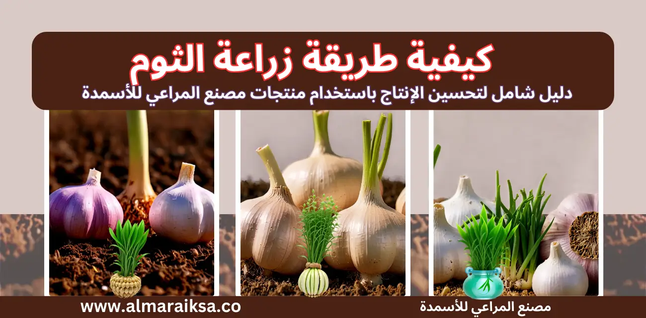 زراعة الثوم بطريقة صحيحة وبدون أخطاء باستخدام منتجات مصنع المراعي للأسمدة