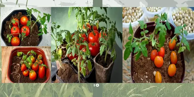 أفضل طريقة زراعة الطماطم في المنزل باستخدام منتجات مصنع المراعي للأسمدة